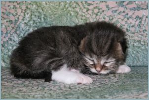 Male Siberian Kitten from Deedlebug Siberian